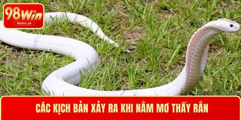 Các kịch bản xảy ra khi nằm mơ thấy rắn