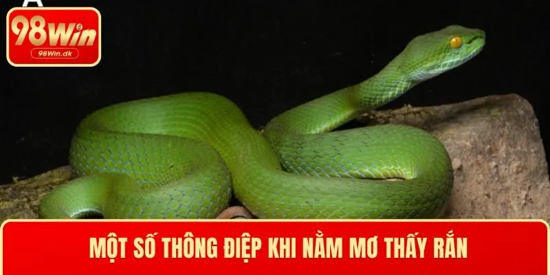Một số thông điệp khi nằm mơ thấy rắn