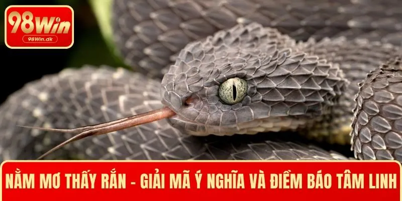 Nằm Mơ Thấy Rắn - Giải Mã Ý Nghĩa Và Điềm Báo Tâm Linh